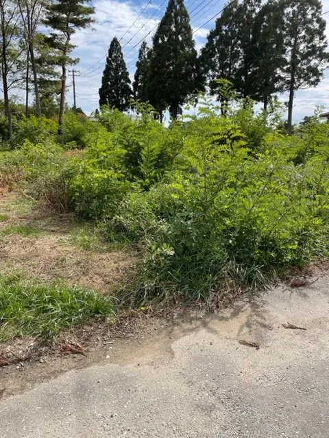 ビフォー